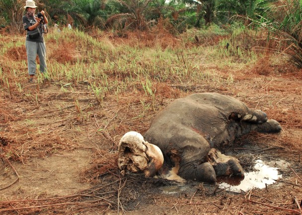 ���Ŵ������ʬ���ϣ������ұ���ȥ��