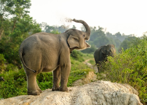 ��ʱȫ��Ұ��ֻʣ�²���3ǧֻ���Ŵ�����