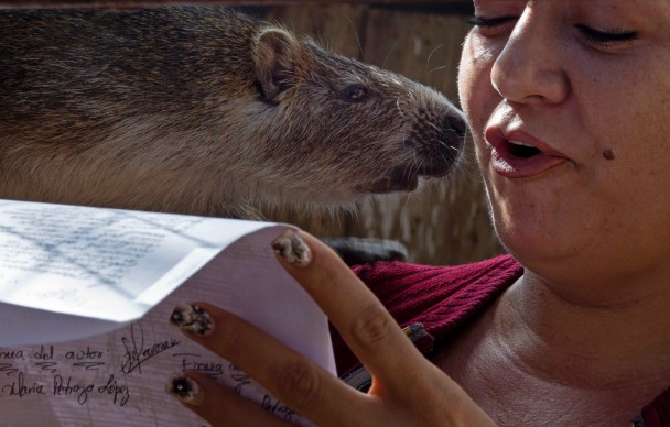 斜齿鼠会细听女主人唱歌。
