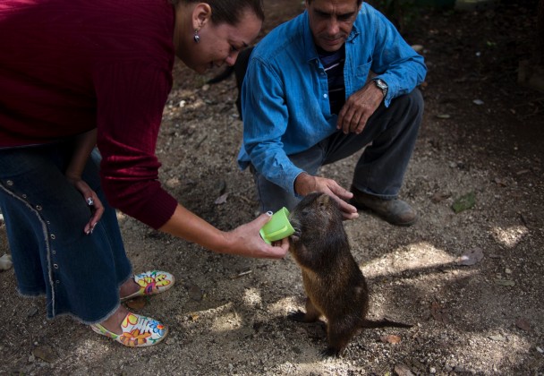 男女主人喂斜齿鼠喝咖啡。