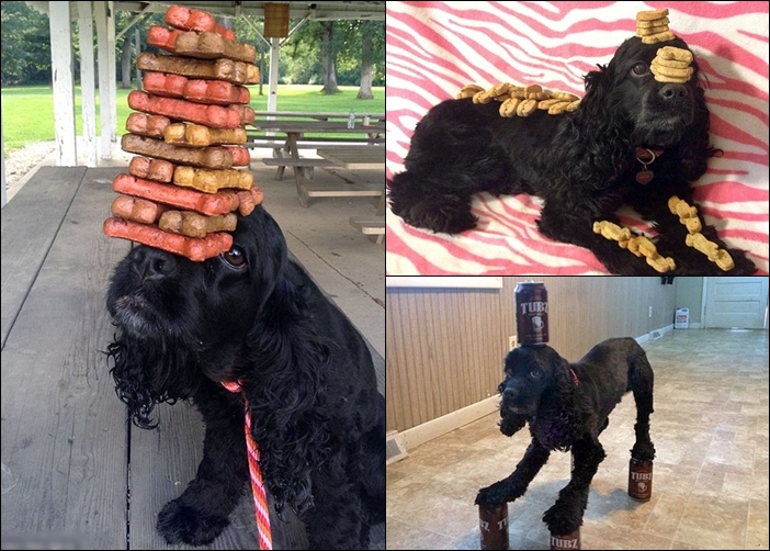 Bella Boo�Ķ������ˣ���ʳ��������Ҳ���ᶯ��