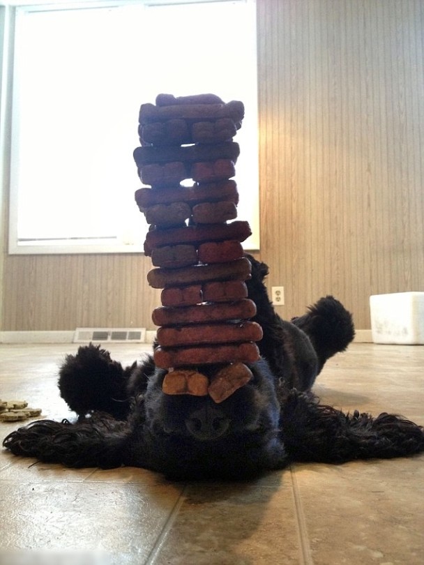 Bella Boo���ڵ��ϣ����°Ͷ��Ŵ����ʳ��