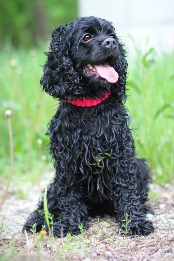 Bella Boo����2���