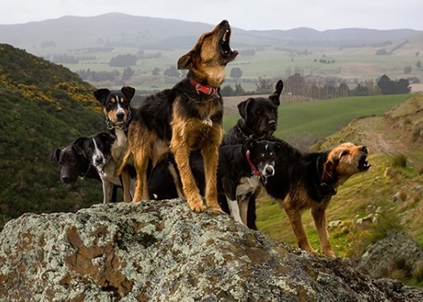 �����²���Զ���ϵ������㹤��Ȯ��ũ����ɽ�ϵ�Ӣ�ˡ�