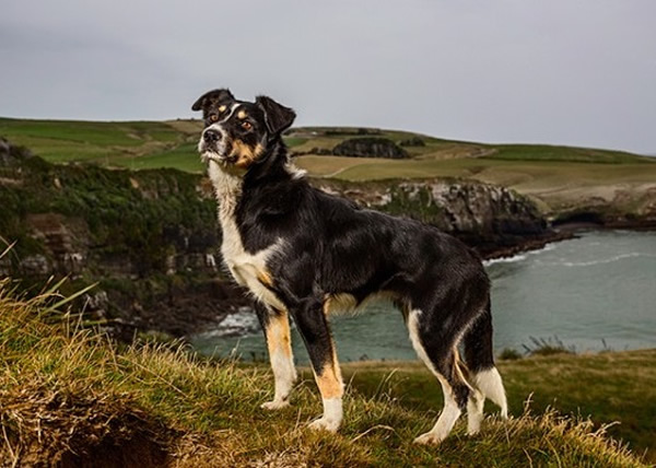 ��ũ����æ�ĸ����²����л���Ӵ�����ͬ�Ĺ���Ȯ��