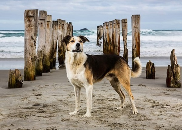 ����һֻ����Ȯվ������Ӱʦ���գ�չ��Ӣ���쪵�һ�档