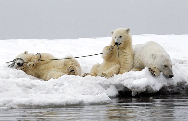 ��ֻС��ҧ���Ӷ�����