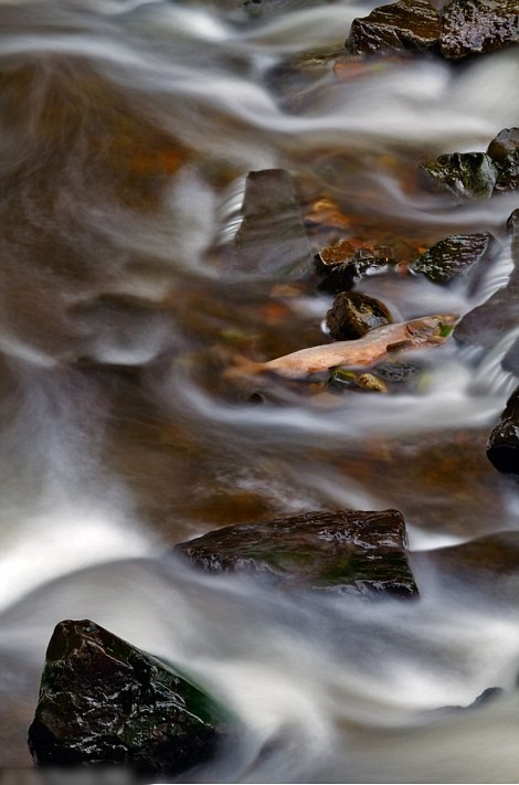 ����˹�ӵĺ�ˮ�ǳ��峺��