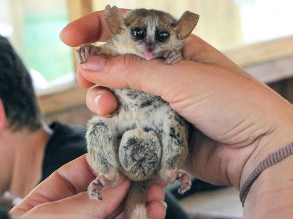 这可能解释了为何鼠狐猴生殖器的尺寸大得惊人的原因