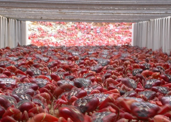 红螃蟹通过地下隧道,迁徙至海边。