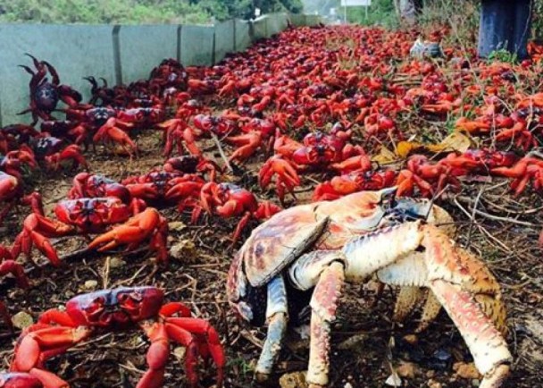 地上仿如铺上“红地毡”。