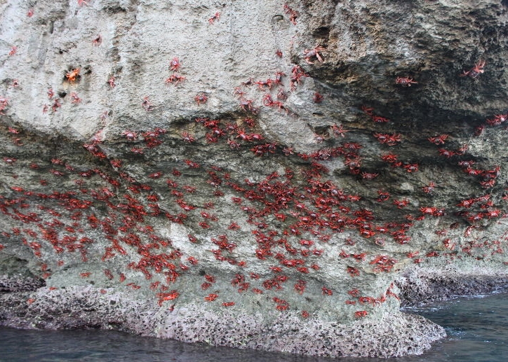 大量红螃蟹迁徙至海边交配和产卵。