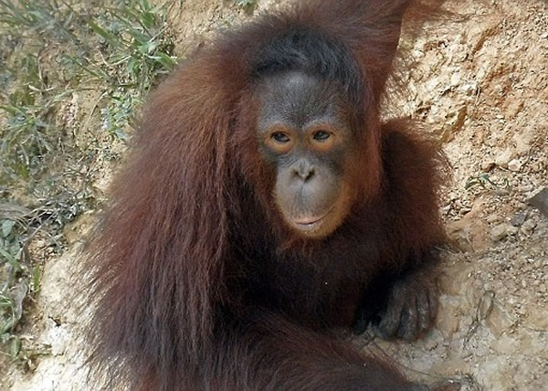 �������ȿ���������¶������ɡ�