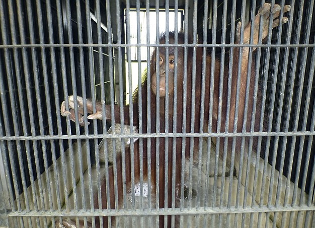 ����԰���ź󣬿�������ֻ�����ڱ���������ڡ�