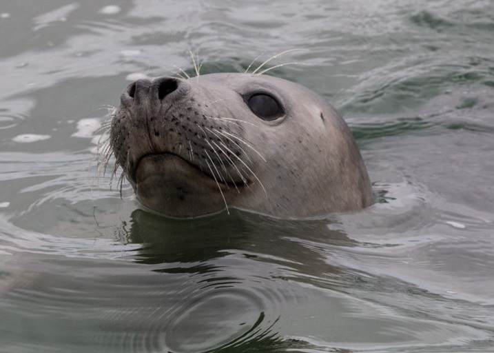 Ӣ���о����ֺ��������������������װ������ʳ