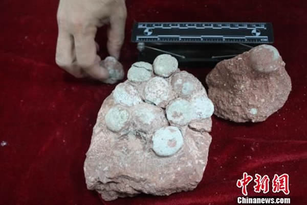 河源疑发现大小仅鹌鹑蛋一半的袖珍恐龙蛋