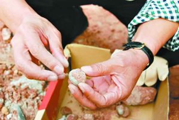 “袖珍蛋”只有拇指头大小。