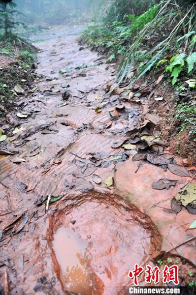 四川古蔺县桂花乡汉溪村石凤窝又发现200余个恐龙脚印