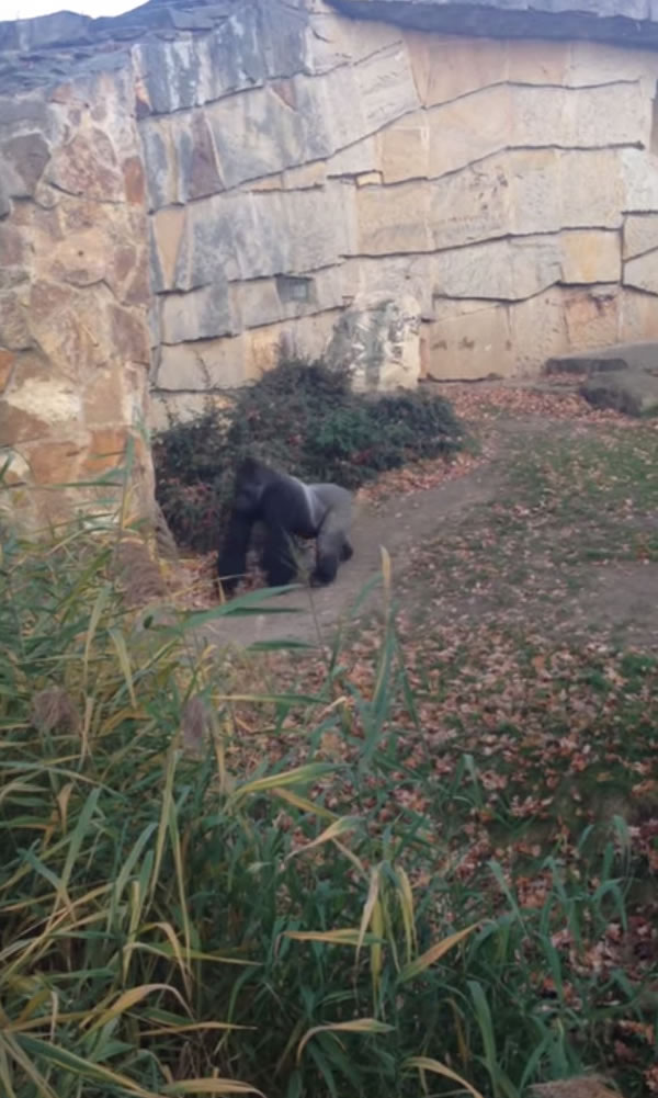 德国柏林动物园大猩猩对围栏外丢石头吓坏参观民众