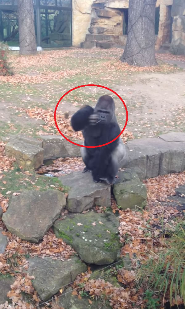 德国柏林动物园大猩猩对围栏外丢石头吓坏参观民众