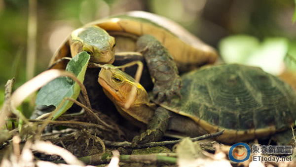 食蛇龟交配。研究显示,食蛇龟在野外达性成熟需超过10年,若遭盗猎后族群复原需要相当长的时间。 (图/翡翠水库管理局提供)