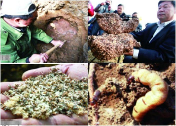 安徽“白蚁王国”被破坏,蚁后被“生擒”(右下)。