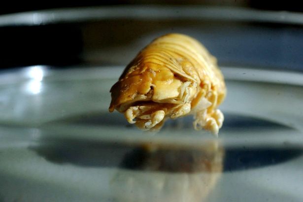 鲈鱼体内有一只食舌虱。