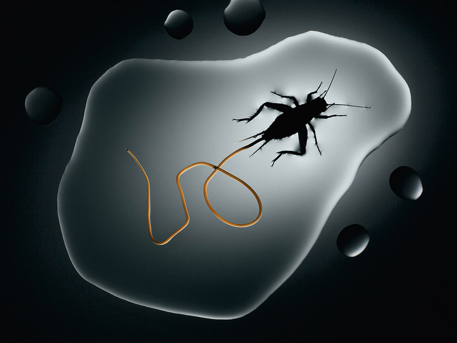 ���߳�Paragordius varius��Acheta domesticus