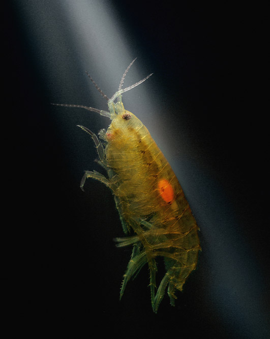 ��ͷ��Pseudocorynosoma constrictum�����Hyalella azteca