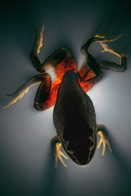 �������Ribeiroia ondatrae����ţ��Lithobates catesbeianus