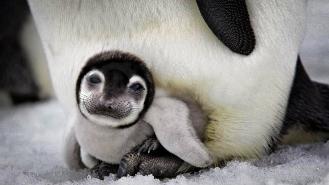 ���������ҽ����ͺ�����Ƭ�ϳɡ����족penguin-seal