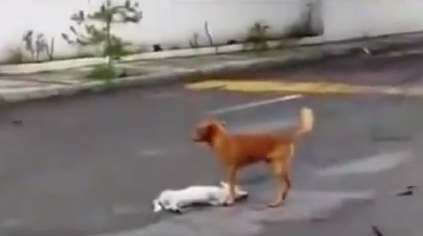 墨西哥街头白狗被撞死,伙伴不离不弃守护遗体。