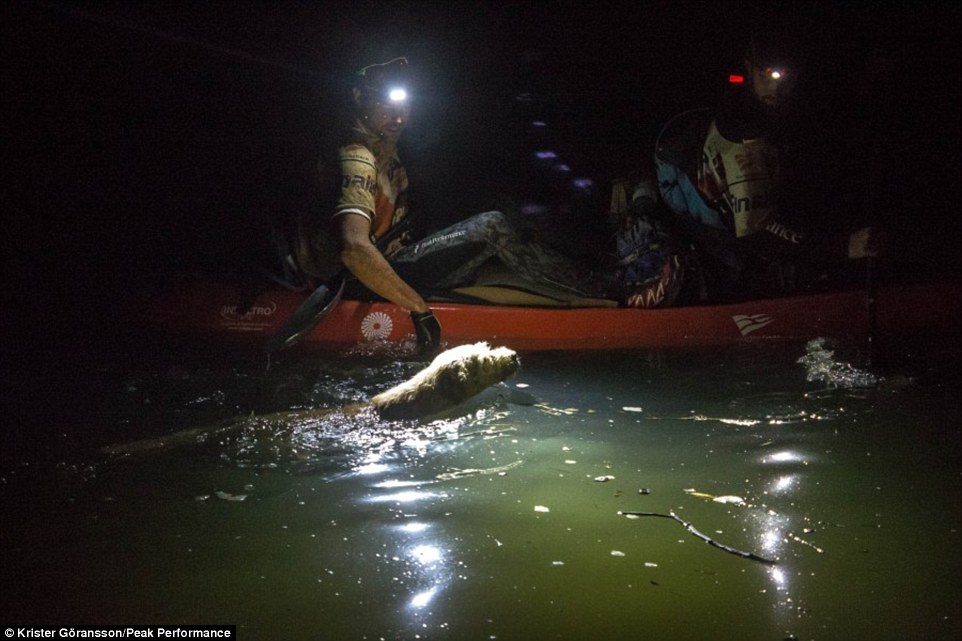 瑞典4位运动员穿越南美厄瓜多尔雨林时吸引一只流浪犬跟随