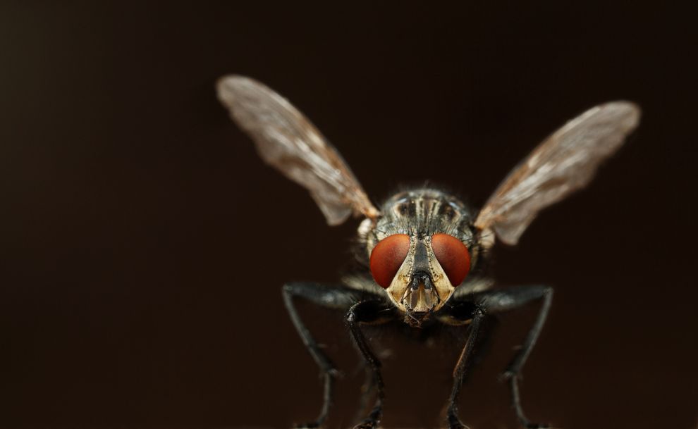 ��Ӭ�Ĵ��꣨��������촽�����ƽڣ�Ҳ��������Ľţ��϶����˾��л�ѧ�о����ܵ�ë�� Photograph by Martin Gallagher, Corbis