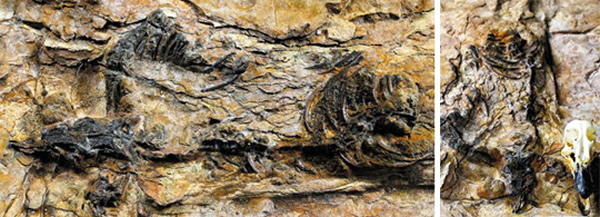 在庆尚南道河东郡发现的韩国第一块肉食恐龙骨化石。右图为此次发现的恐龙和赤颈鸭头盖骨的对比照片。(照片:国立文化遗产研究所提供)
