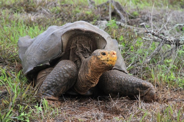 埃斯帕诺拉加拉帕戈斯岛重新引入陆龟
