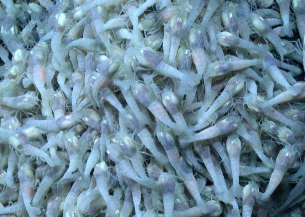 NASA��ѧ����Ϊ���ȪϺ�������ǵ�����������ӽ���������Ķ�����