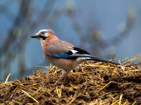 欧亚松鸦会偷听其他鸟类隐藏食物时发出的声音后进行偷窃