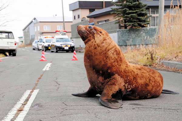 日本北海道斜里町居民区惊现一只野生北海狮 