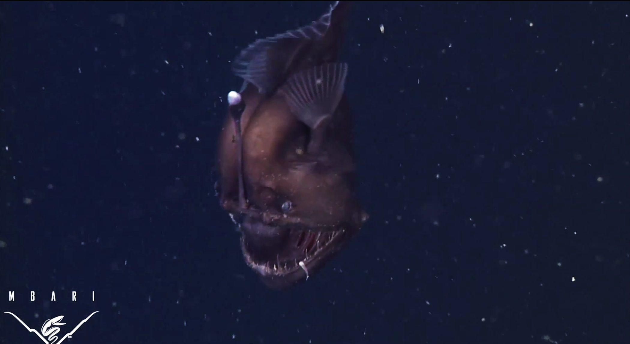 美国研究人员拍摄到非常罕见、传说中的“深海怪鱼”雌性黑角鮟鱇鱼