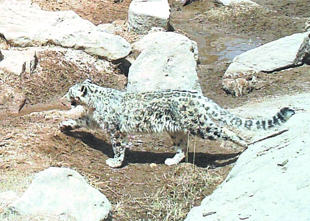 科研人员近日在阿尔金山区域首次拍摄到国家一级保护动物雪豹。