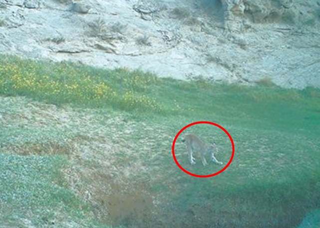 猞猁(红圈示)为国家二级保护动物。