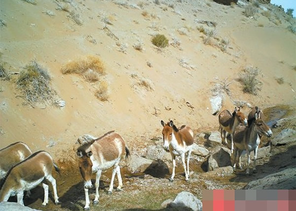 红外线触发相机拍下的藏野驴。