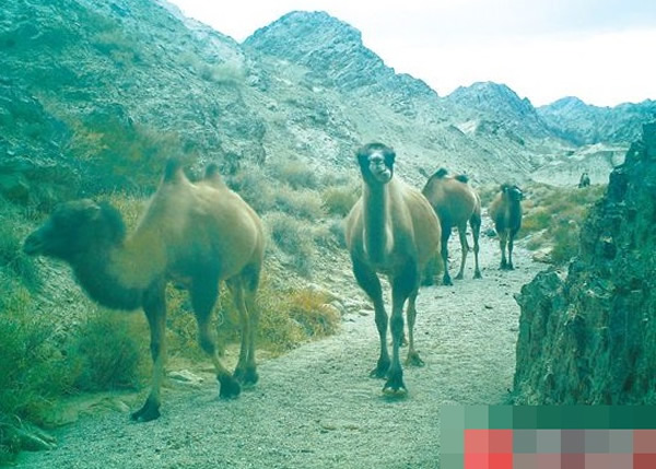 红外线触发相机拍下的野骆驼。