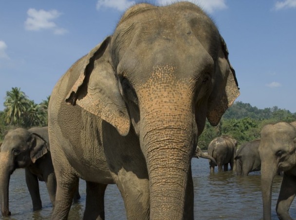 斯里兰卡野象失控撞死2人 - 神秘的地球 科学|自