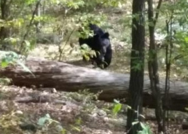 �������ź���(ͼ)�Ǳ���������������������ɱ����