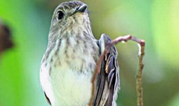 ����ѧ��֤ʵ���������Ұ��l(ͼ)Ϊ��Ʒ��ȸ��