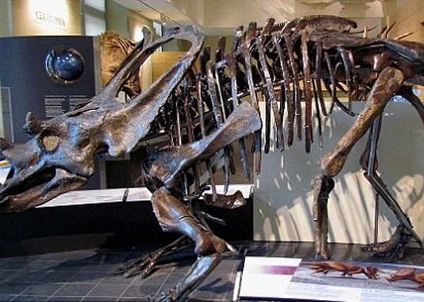 朗里奇指华丽角龙属的恐龙化石(图),一直误当开角龙属。