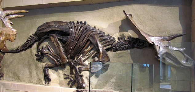 朗里奇称仍需经过进一步检验,才能确定两副化石所属品种。