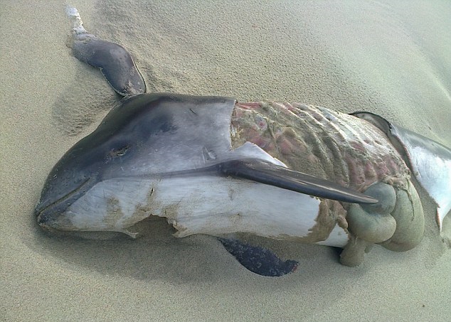 ר��������ʬ���Ϸ��ֻҺ�����DNA��